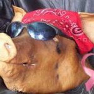 Meet your Posher, Peter